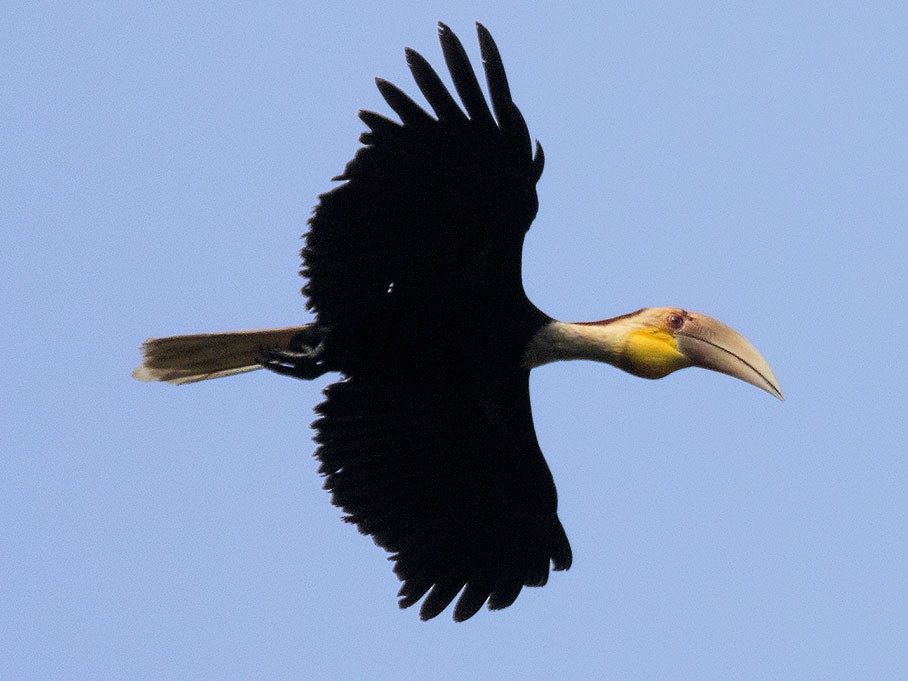 Plain-pouched Hornbill - Ayuwat Jearwattanakanok
