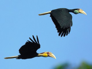 雄鳥和雌鳥 - Ayuwat Jearwattanakanok - ML220453281