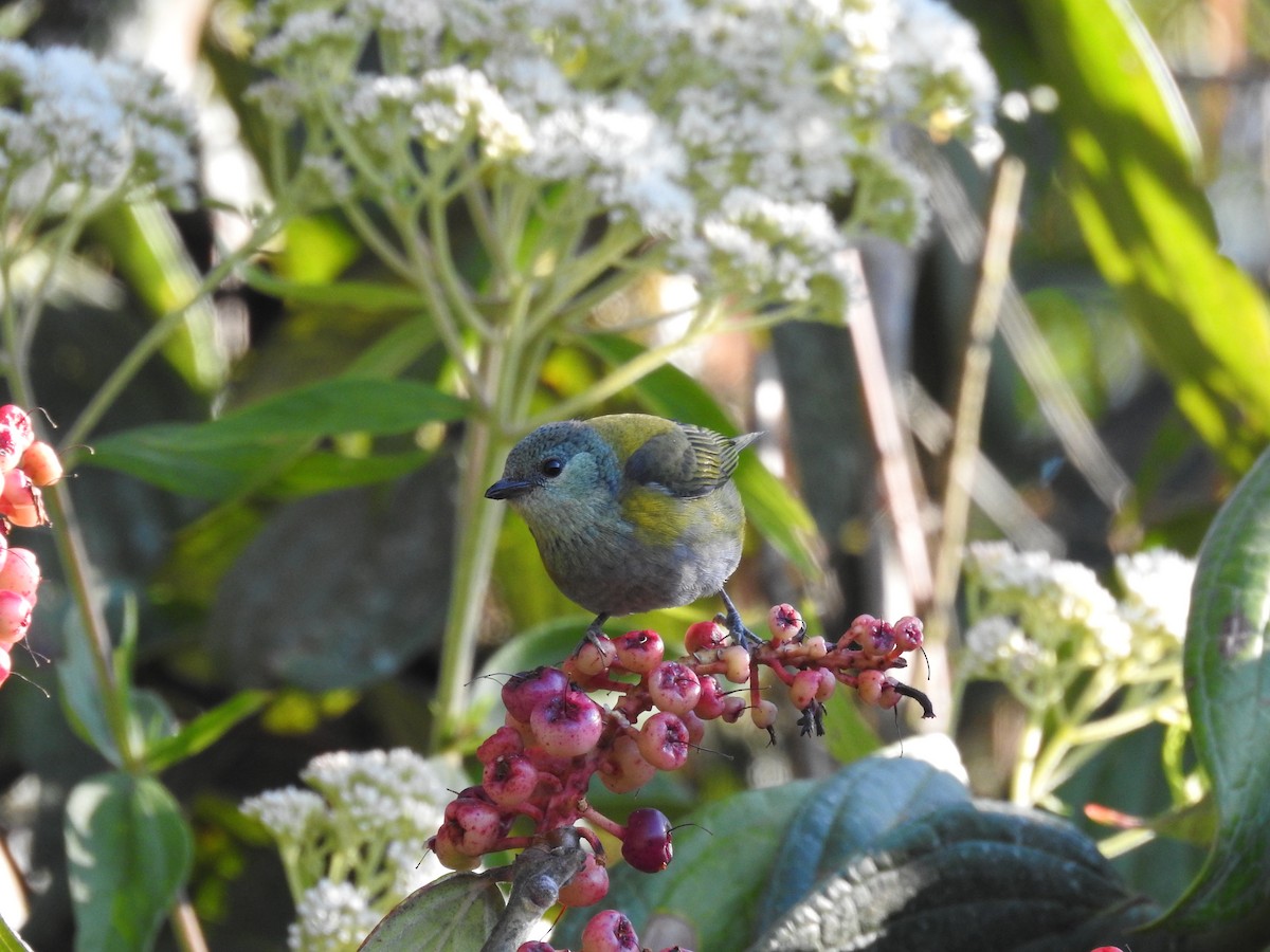 Green-throated Tanager - ML220455261