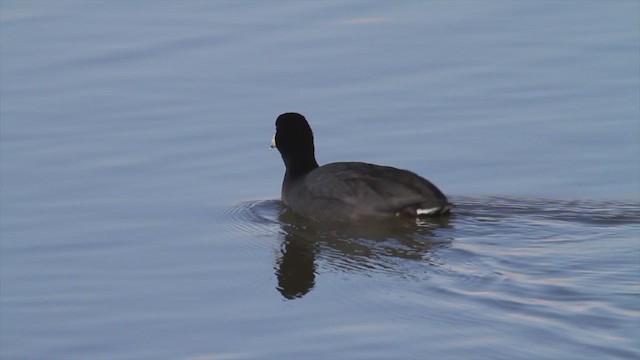 American Coot (Red-shielded) - ML220456721