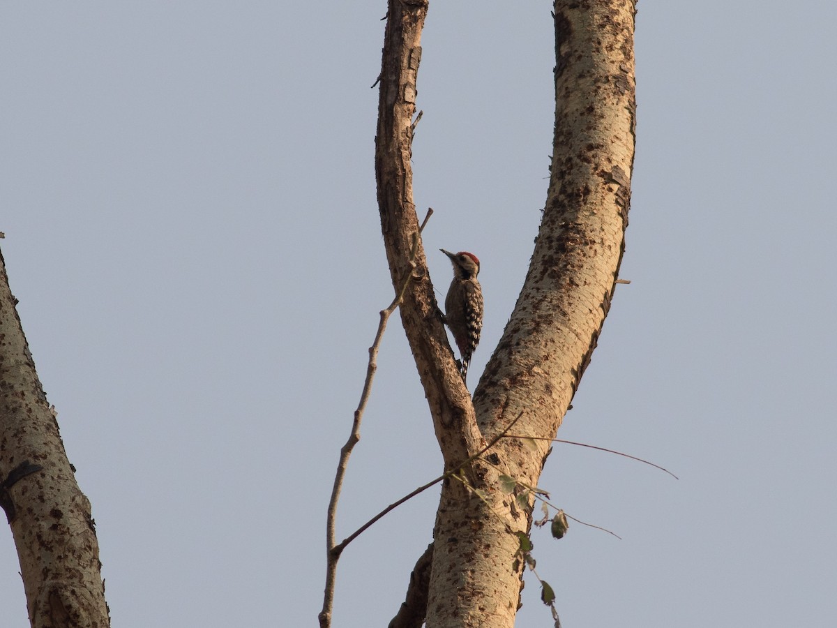 Freckle-breasted Woodpecker - matthew sabatine