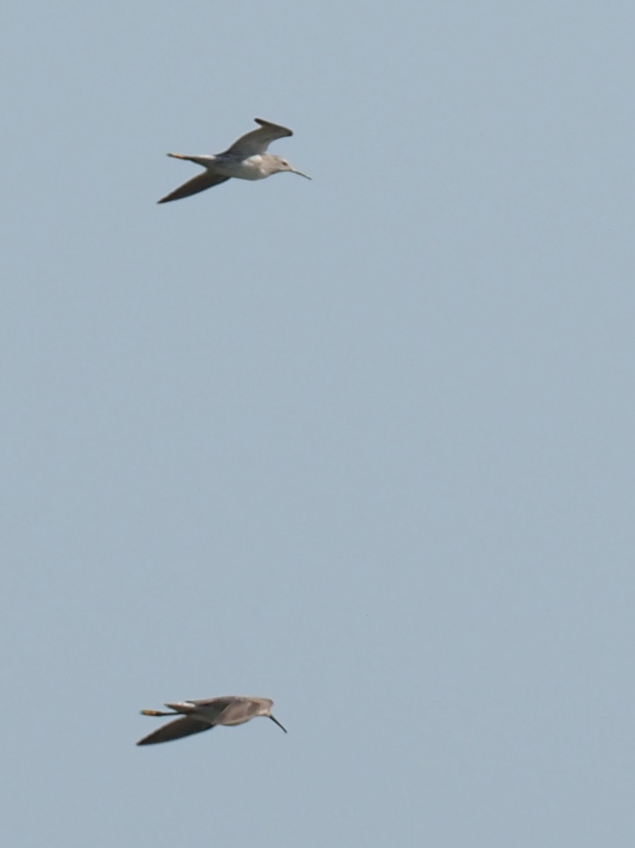 Long-billed Dowitcher - ML220462781