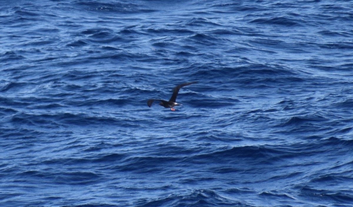 Red-footed Booby - ML220463351