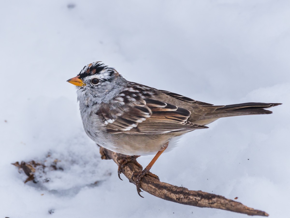 White-crowned Sparrow - ML220466181
