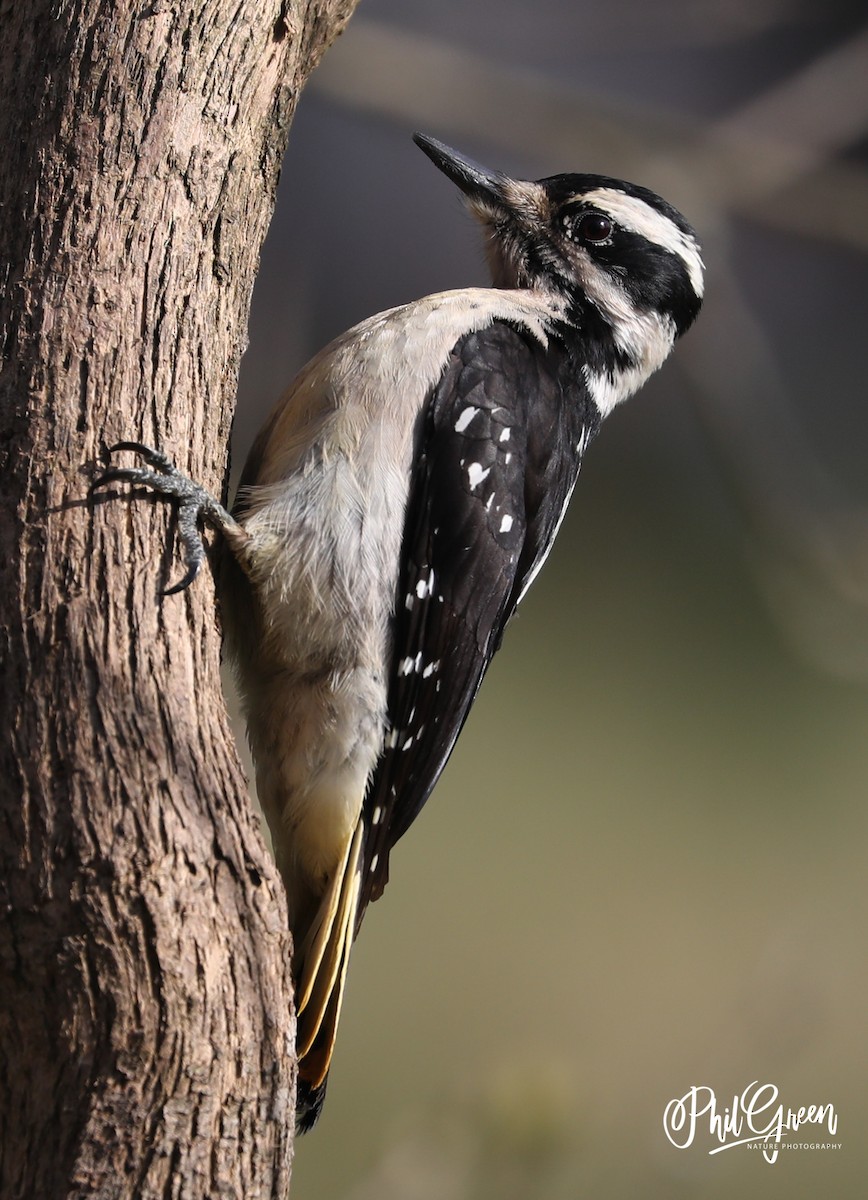 Hairy Woodpecker - Phil Green