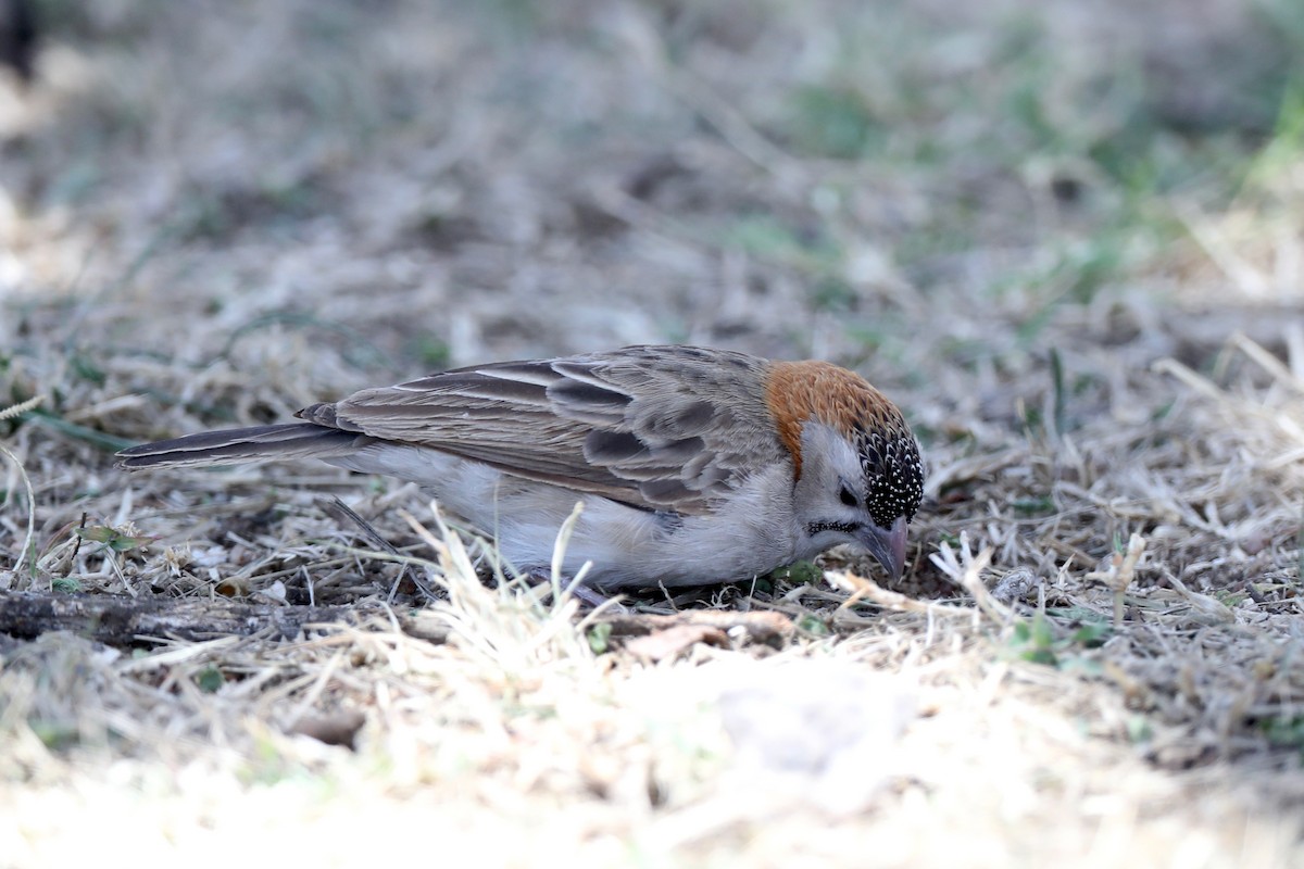 Speckle-fronted Weaver - ML220469921