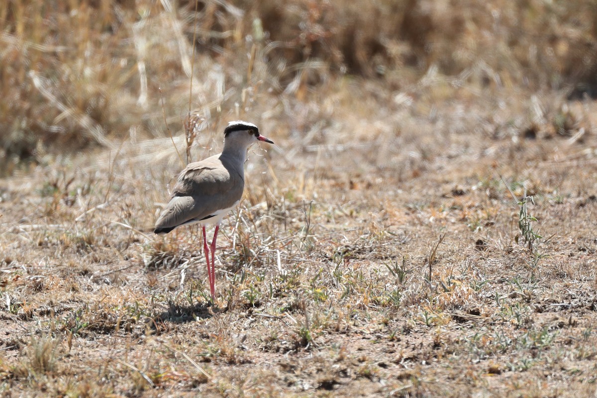 Crowned Lapwing - Ting-Wei (廷維) HUNG (洪)