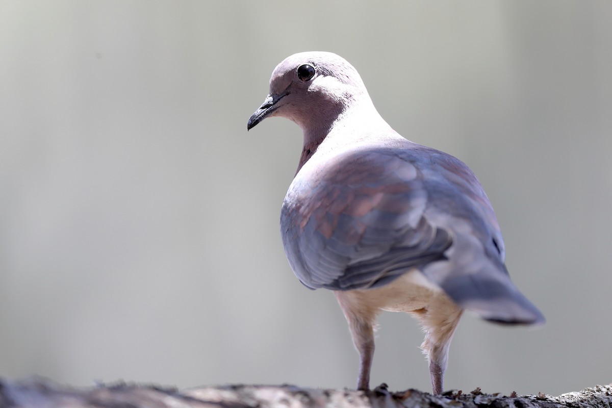 Laughing Dove - Ting-Wei (廷維) HUNG (洪)