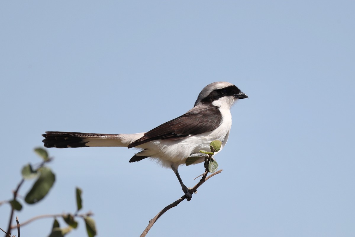 Gray-backed Fiscal - ML220470931