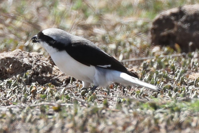 Gray-backed Fiscal - ML220470971