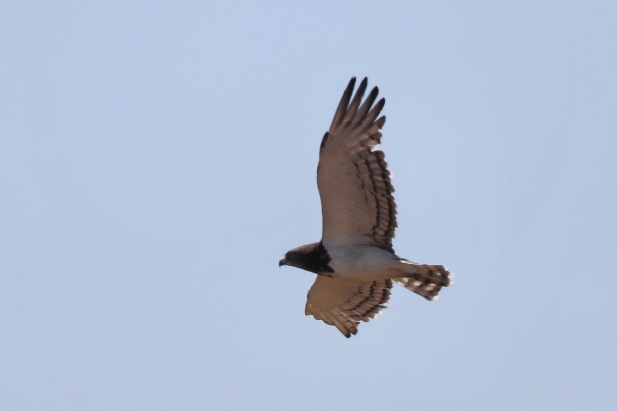 Black-chested Snake-Eagle - Ting-Wei (廷維) HUNG (洪)