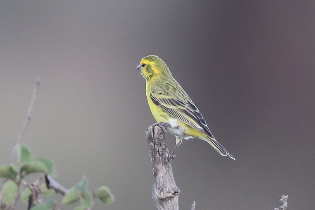Yellow-fronted Canary - ML220471471