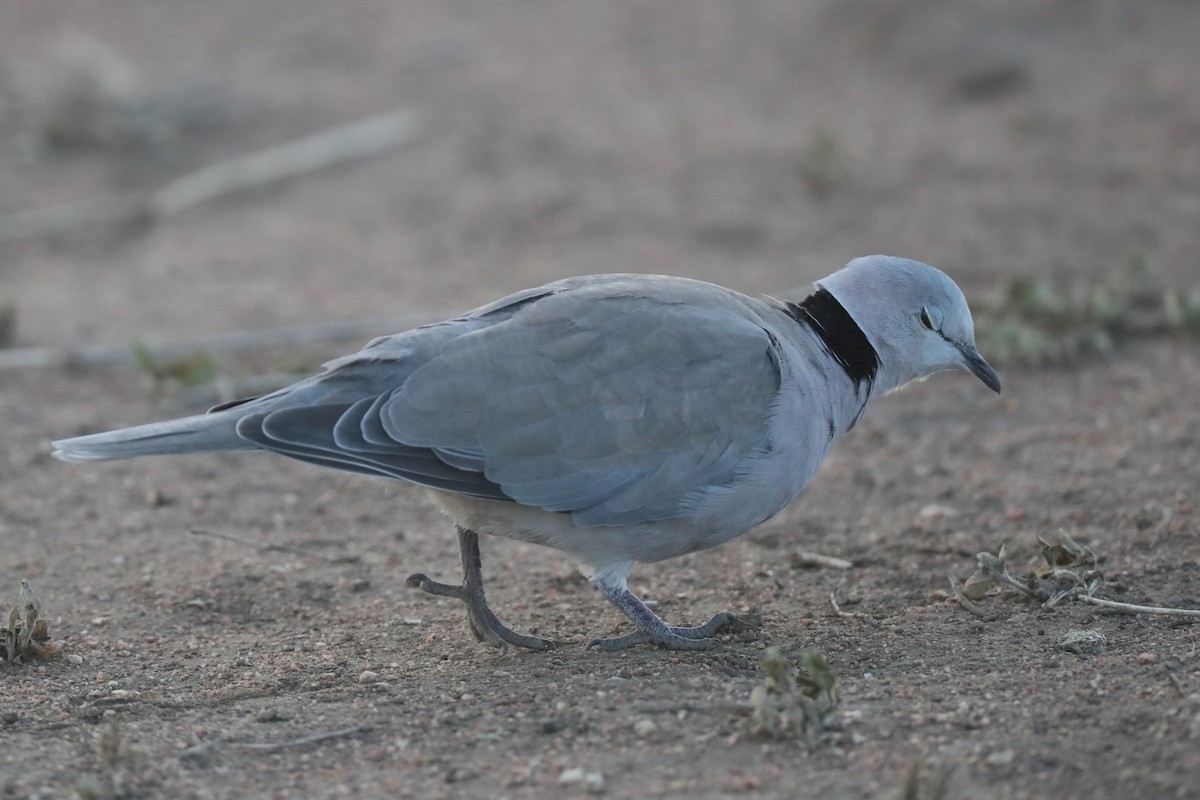 Ring-necked Dove - Ting-Wei (廷維) HUNG (洪)