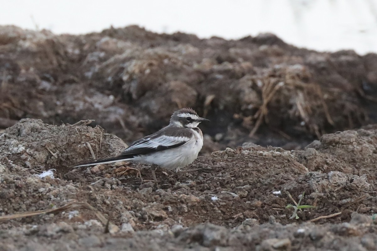 African Pied Wagtail - ML220471521