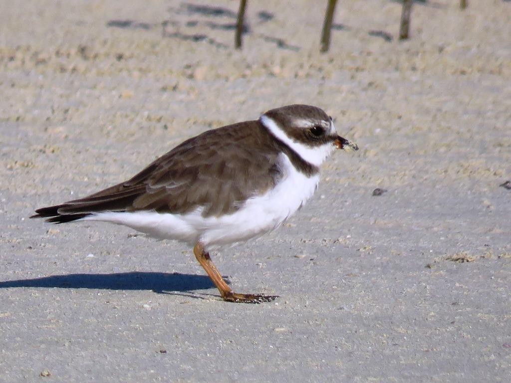 Semipalmated Plover - ML220475121