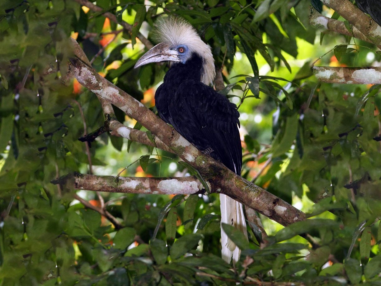 White-crowned Hornbill - Markus Lilje