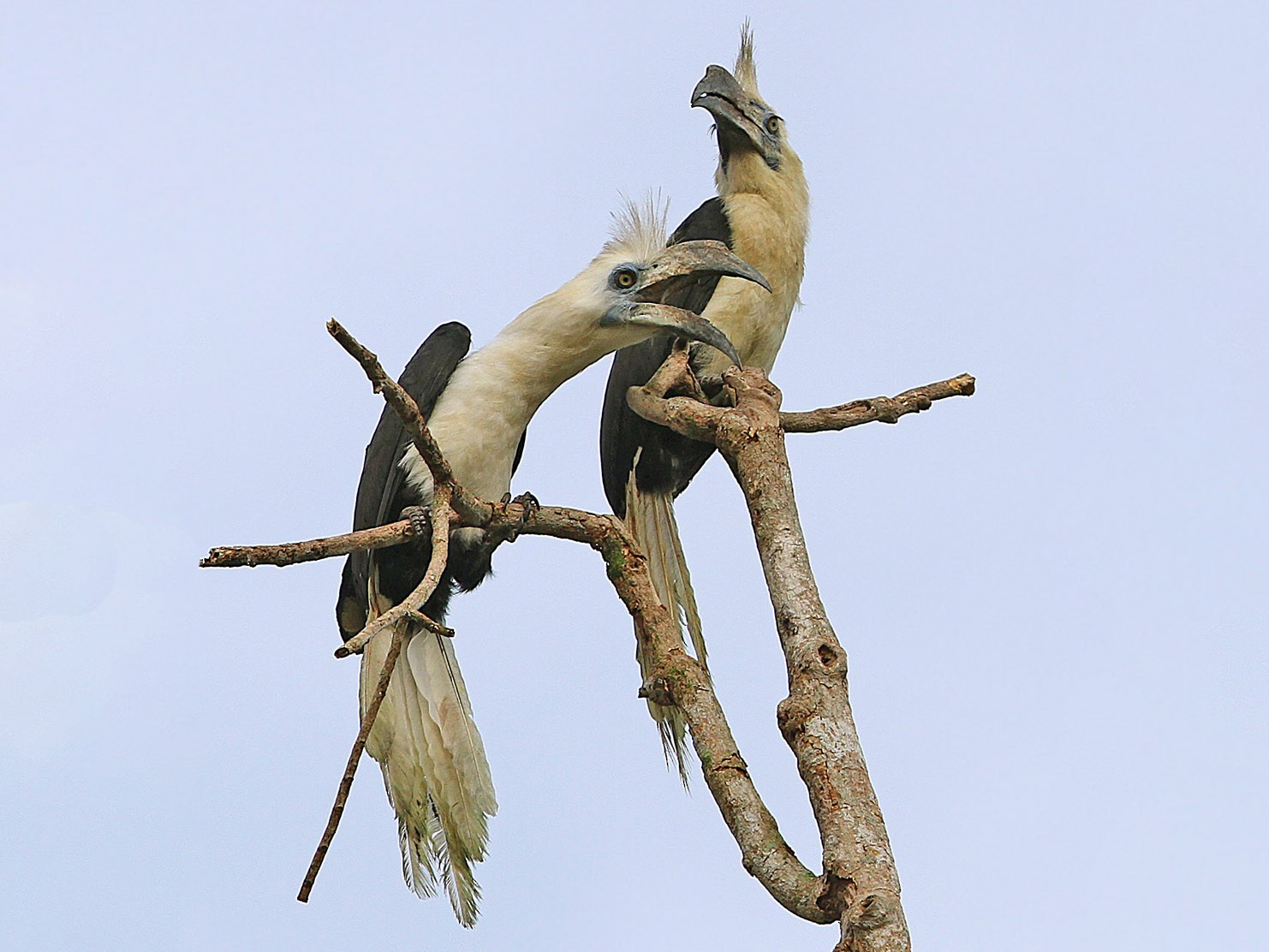 White-crowned Hornbill - eBird