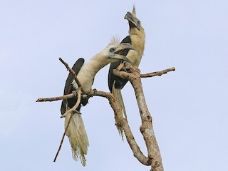  - White-crowned Hornbill