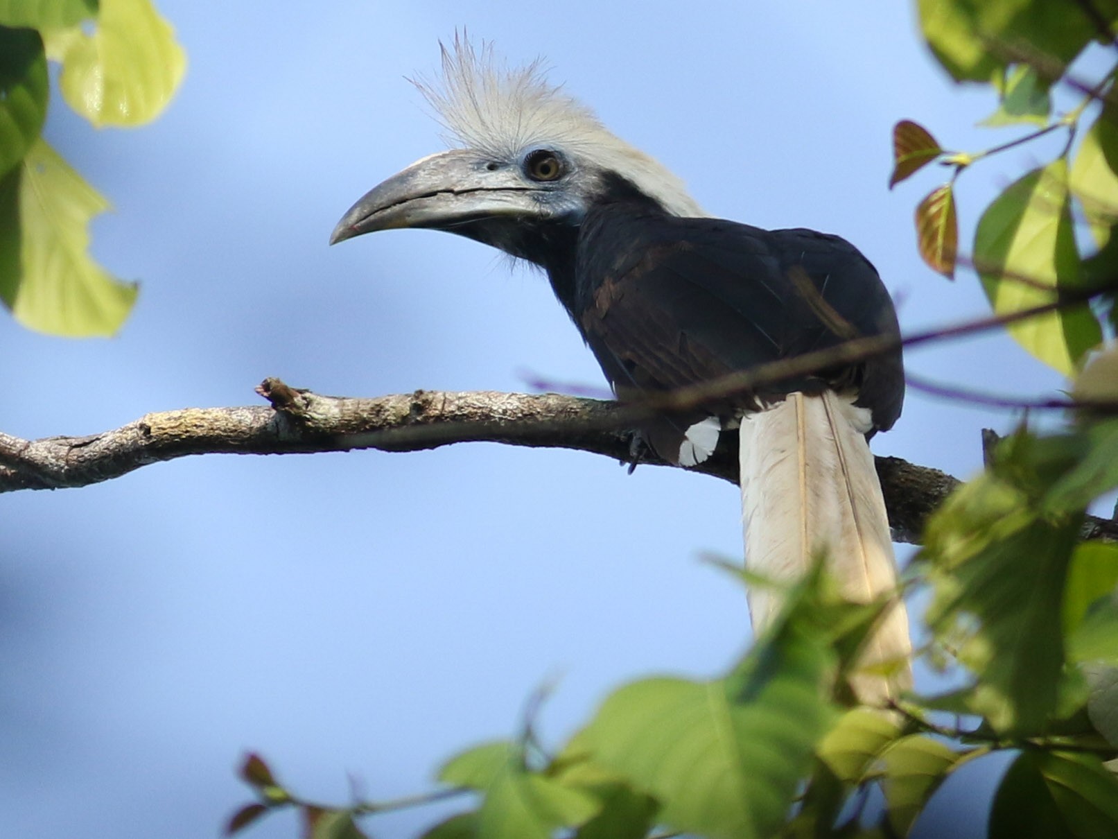 White-crowned Hornbill - Jonathan Eckerson