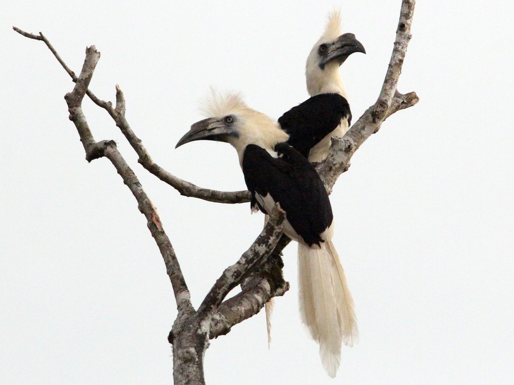 White-crowned Hornbill - Robert Gowan