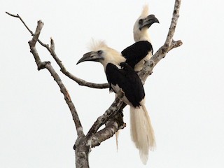 シロクロサイチョウ - eBird