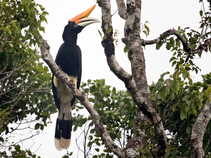 Rhinoceros Hornbill - Lars Petersson | My World of Bird Photography