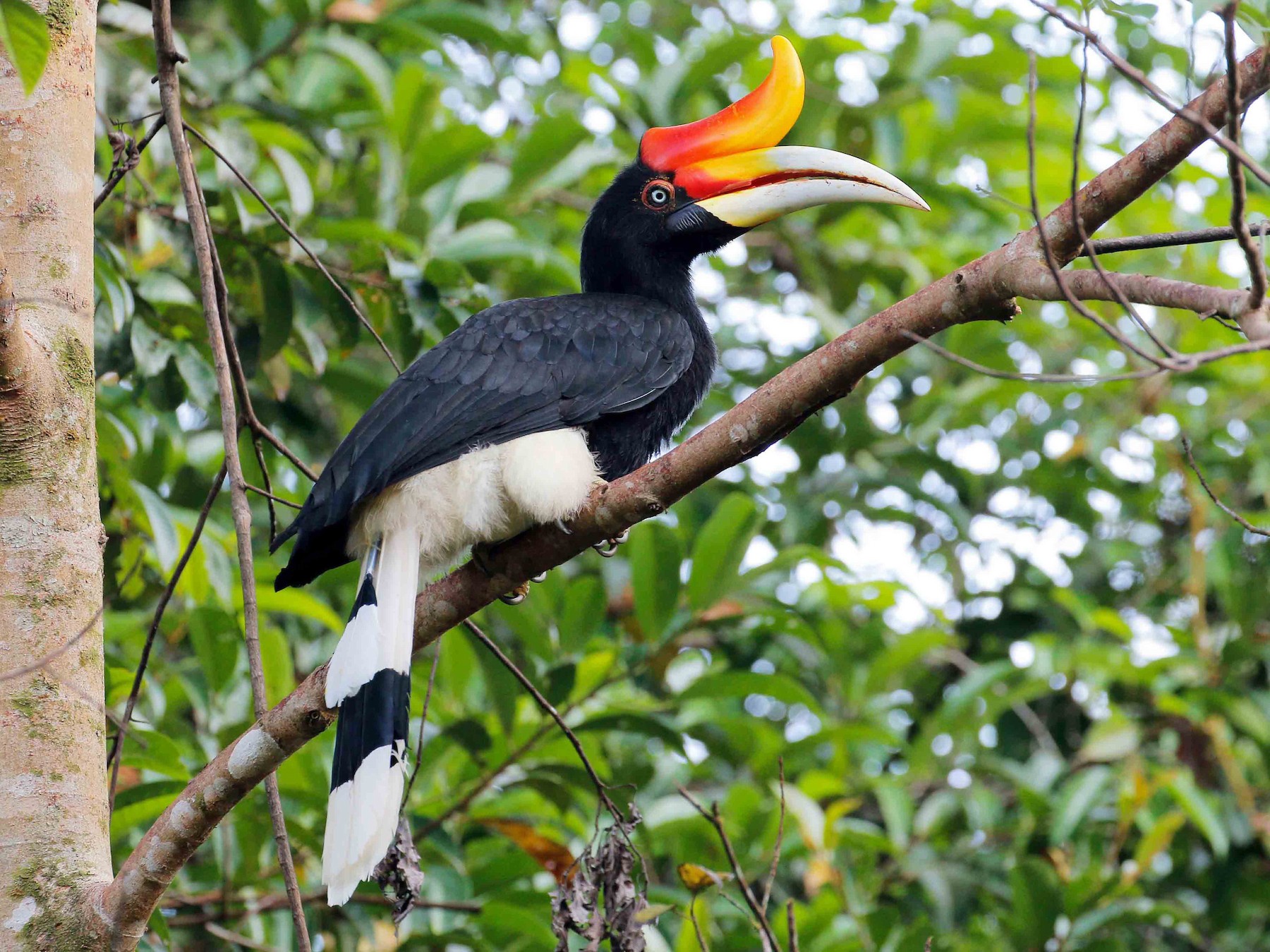 great hornbill flying in groups