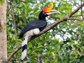 サイチョウ - eBird