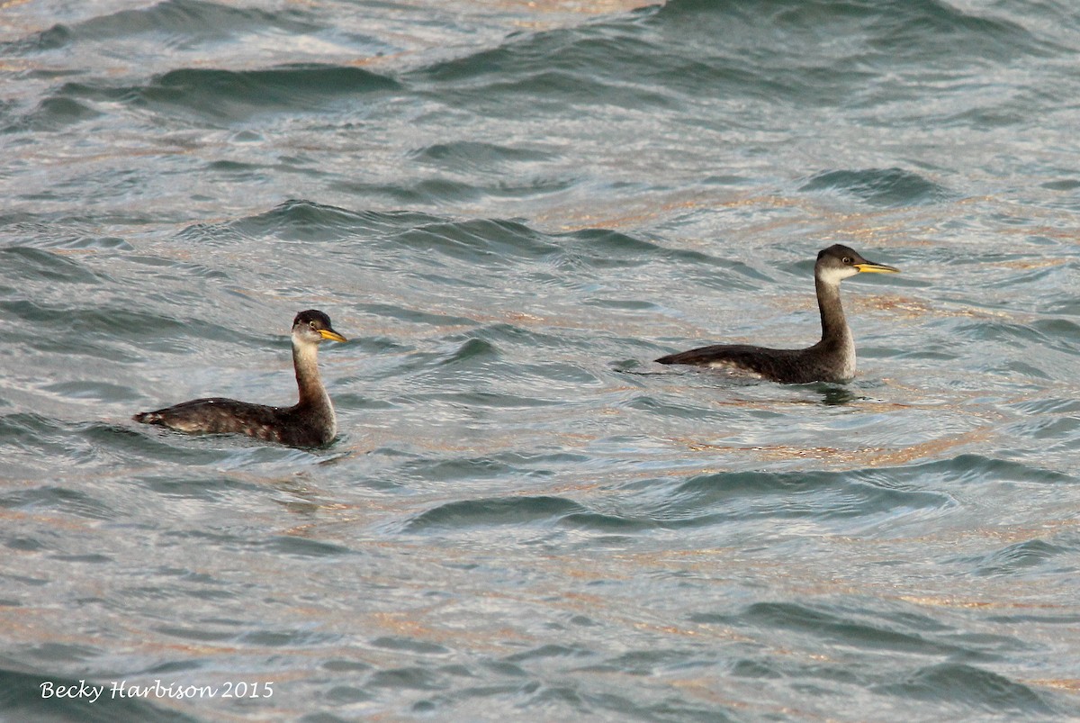 Red-necked Grebe - ML22048941
