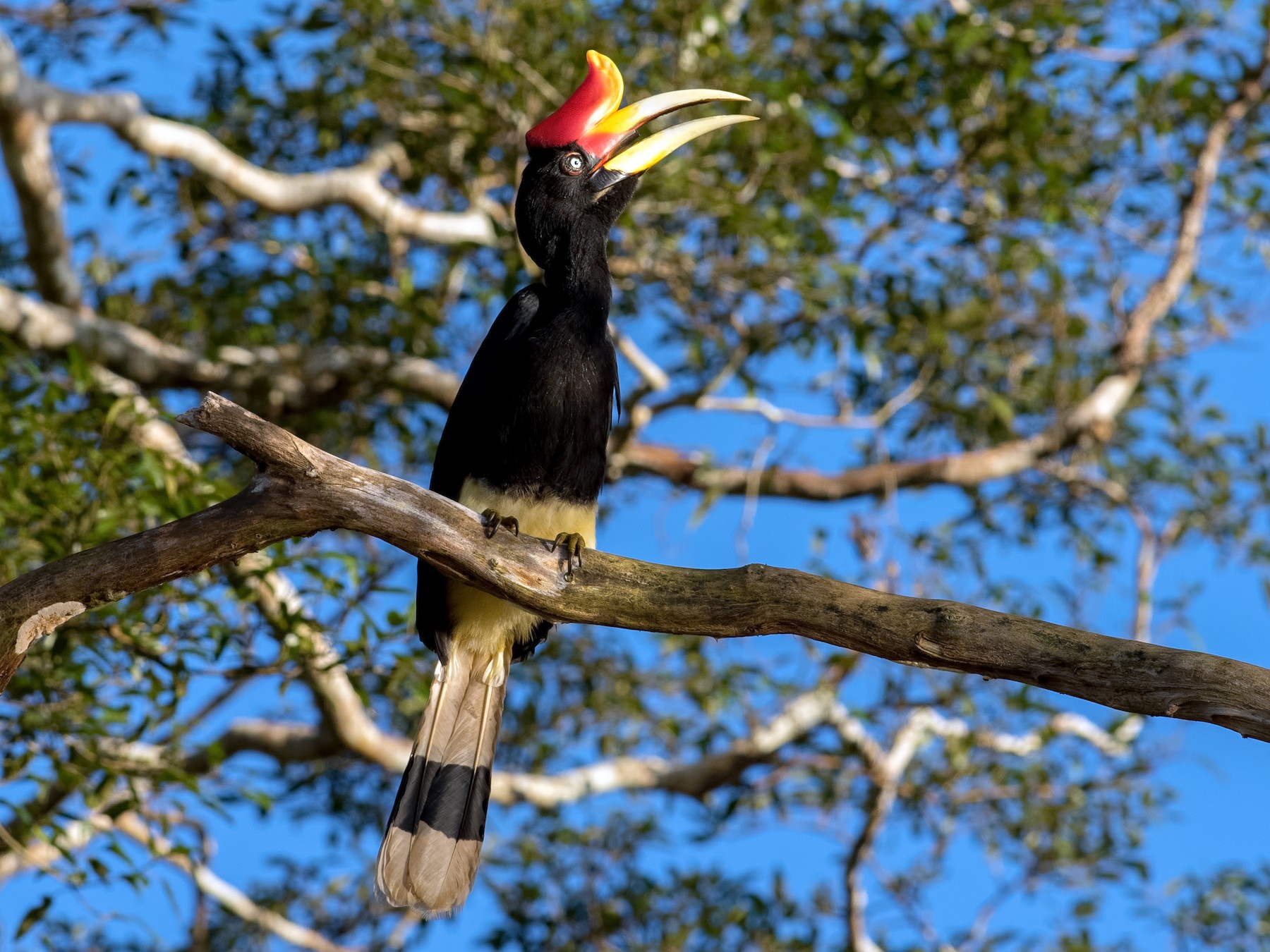 Rhinoceros Hornbill - Shailesh Pinto