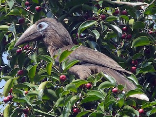 Rusty-cheeked Hornbill - eBird