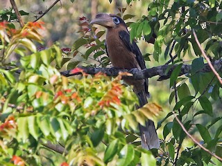 Rusty-cheeked Hornbill - eBird
