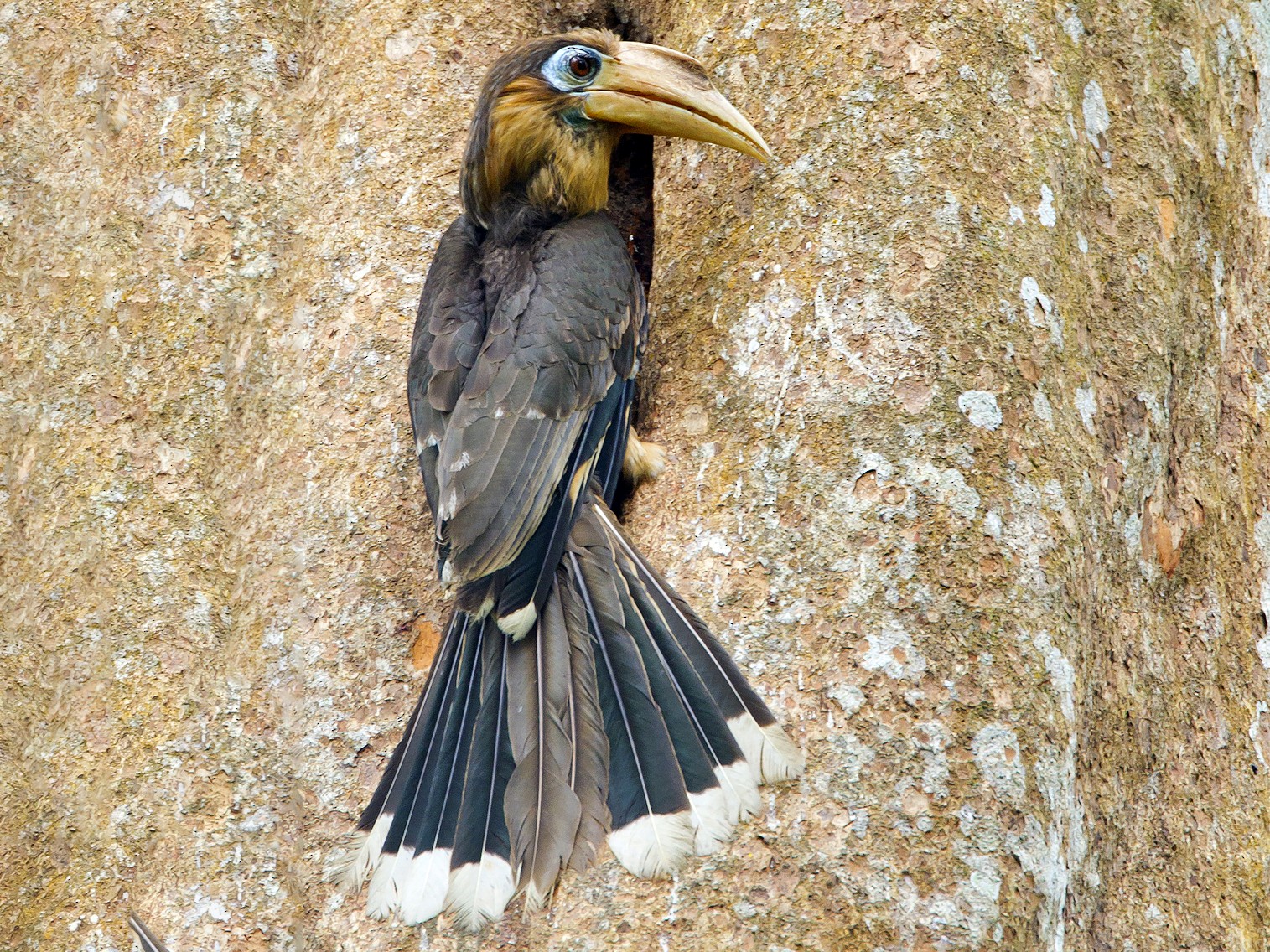 Rusty-cheeked Hornbill - Marco Valentini