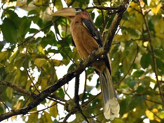 Rusty-cheeked Hornbill - eBird