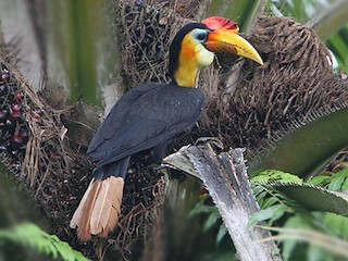 ズグロサイチョウ - eBird