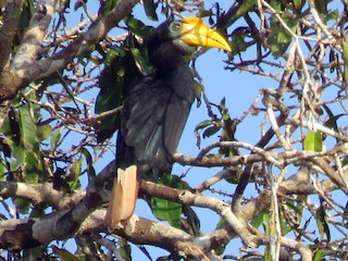 ズグロサイチョウ - eBird