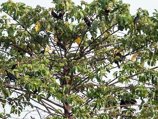 Flock - Pattaraporn Vangtal - ML220489701