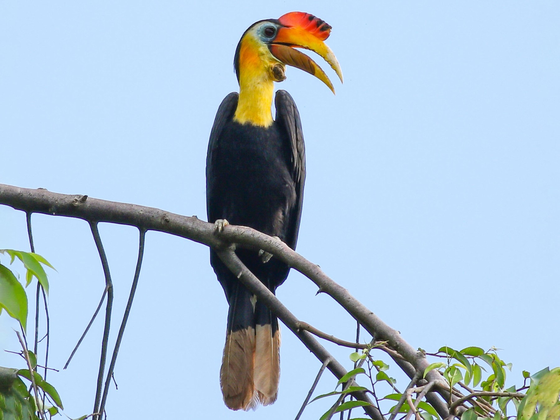 Wrinkled Hornbill - eBird