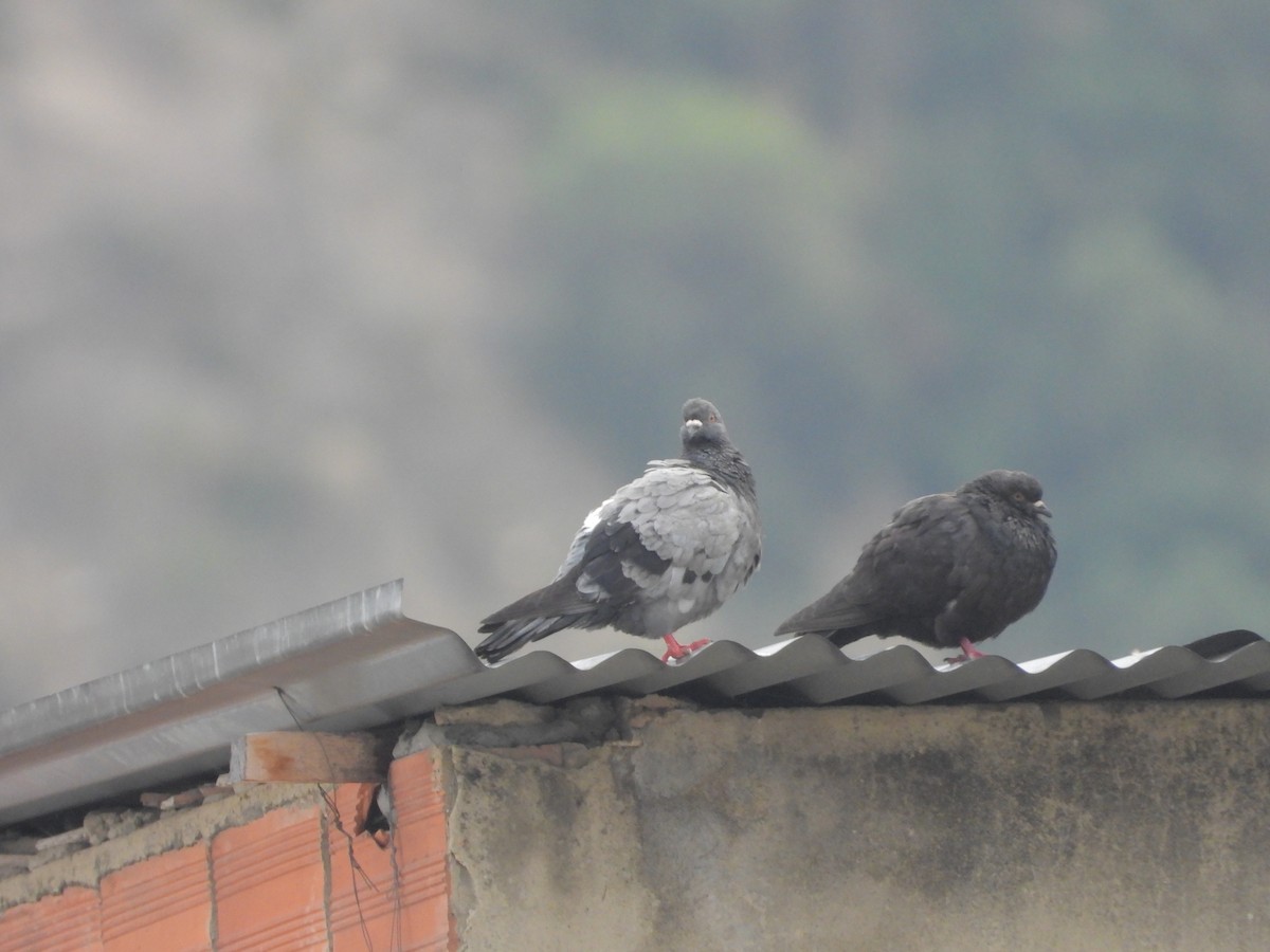 Rock Pigeon (Feral Pigeon) - ML220491001