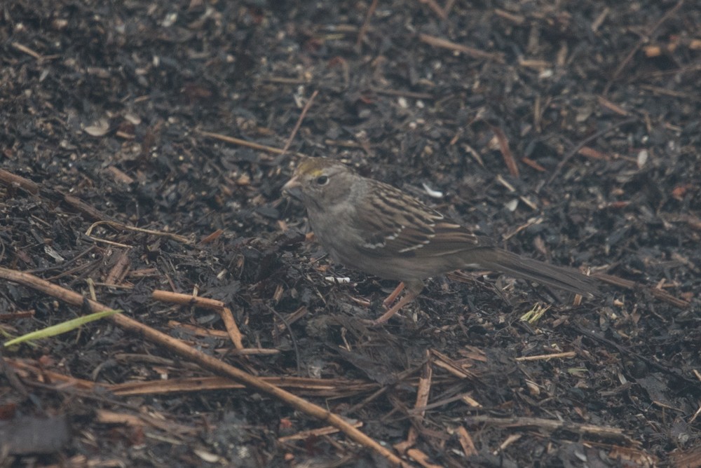 White-crowned x Golden-crowned Sparrow (hybrid) - ML220491601