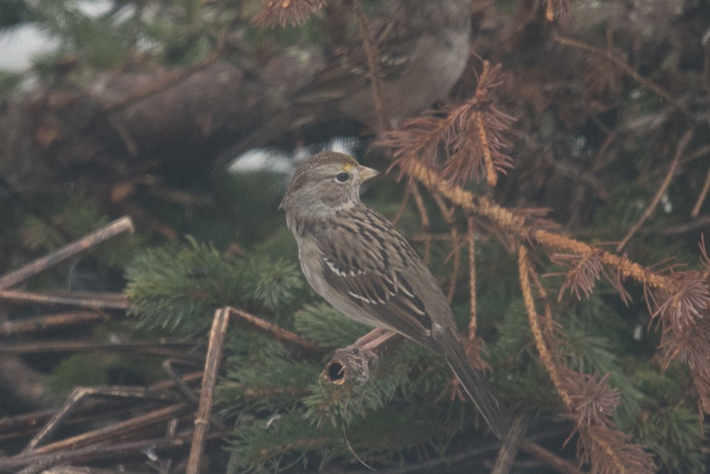 White-crowned x Golden-crowned Sparrow (hybrid) - ML220491651