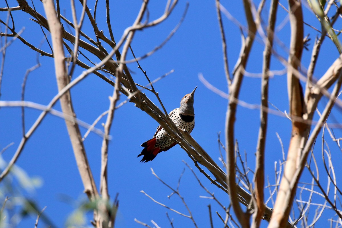 Northern Flicker (Red-shafted) - ML220492881