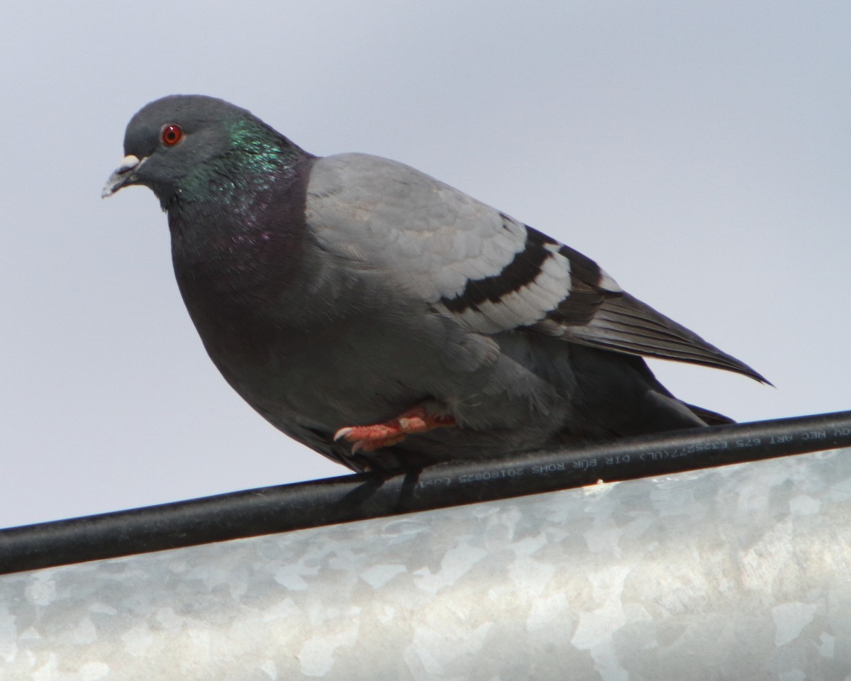 Rock Pigeon (Feral Pigeon) - Cullen Clark