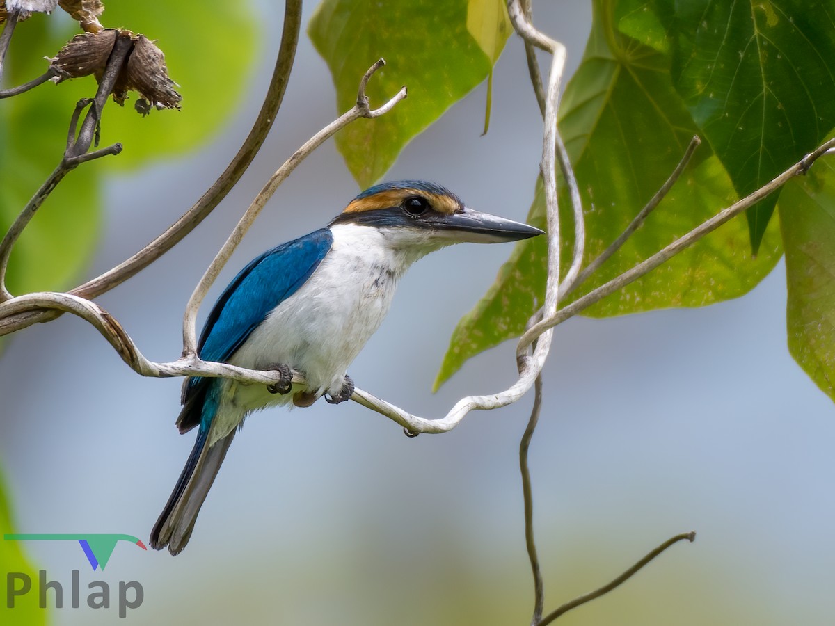 Pacific Kingfisher - Rodney Appleby