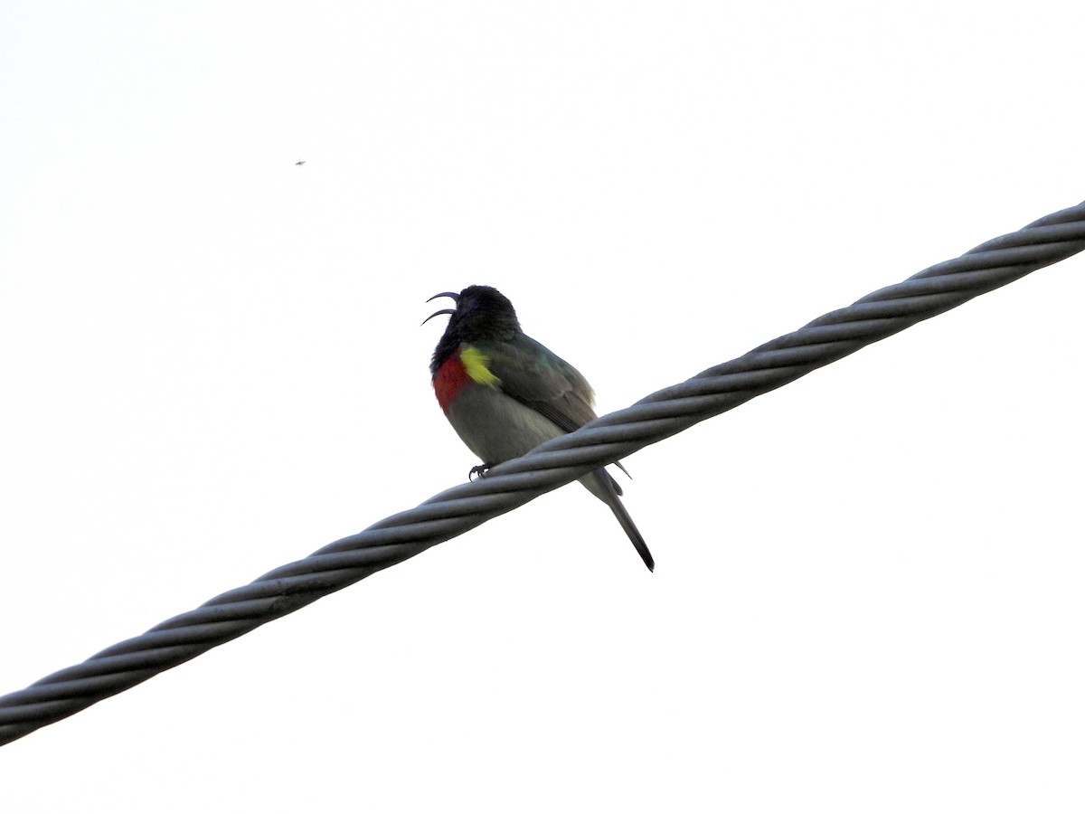 Eastern Miombo Sunbird - GARY DOUGLAS