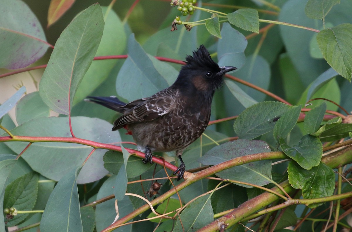 Red-vented Bulbul - ML220500631