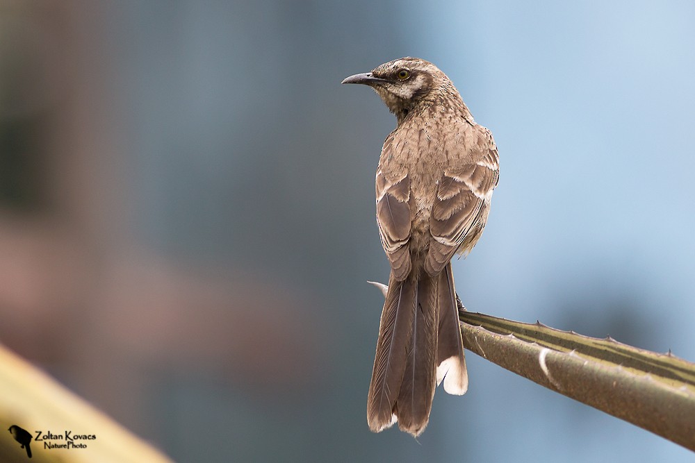 Long-tailed Mockingbird - ML220500881