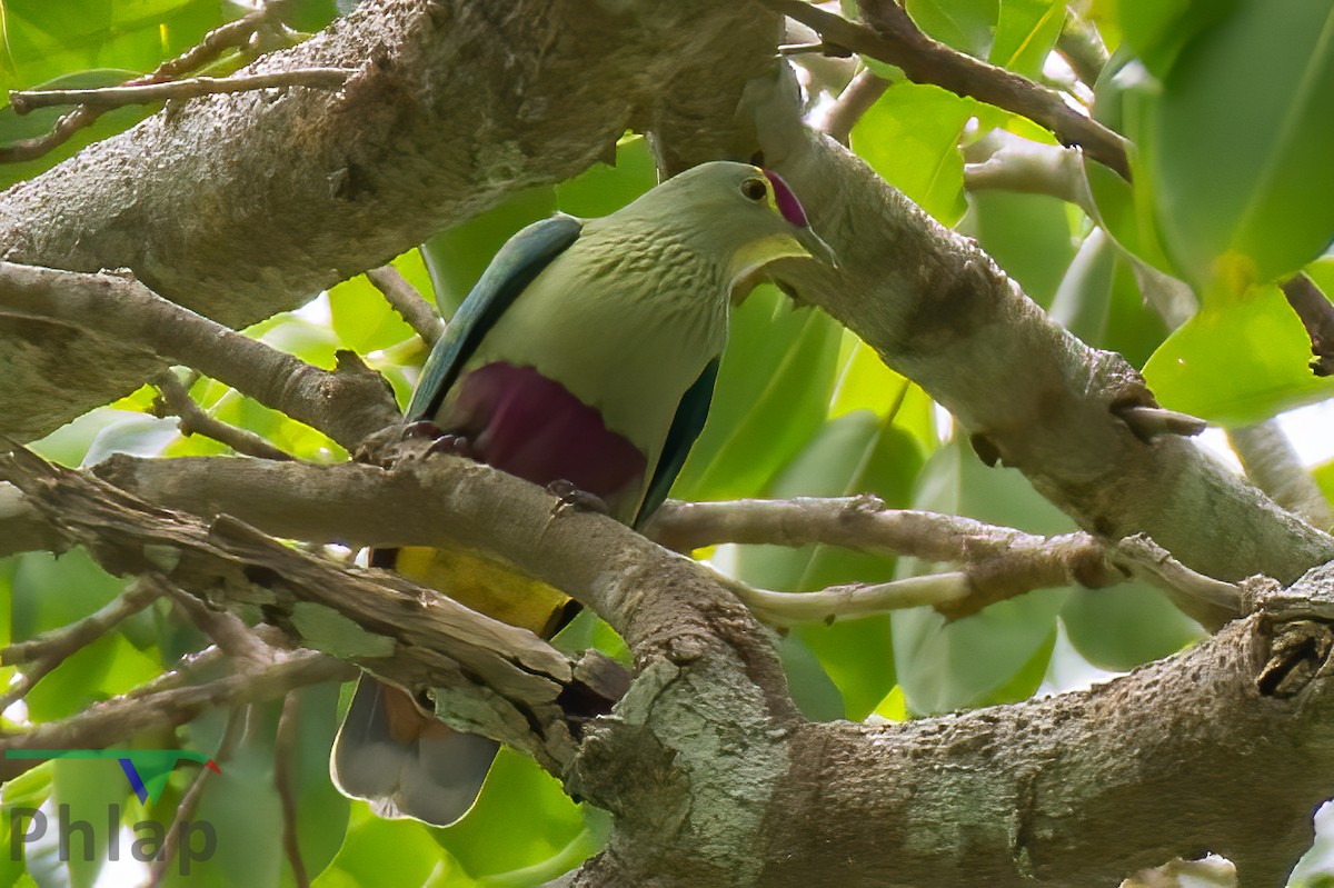 Red-bellied Fruit-Dove - ML220501191