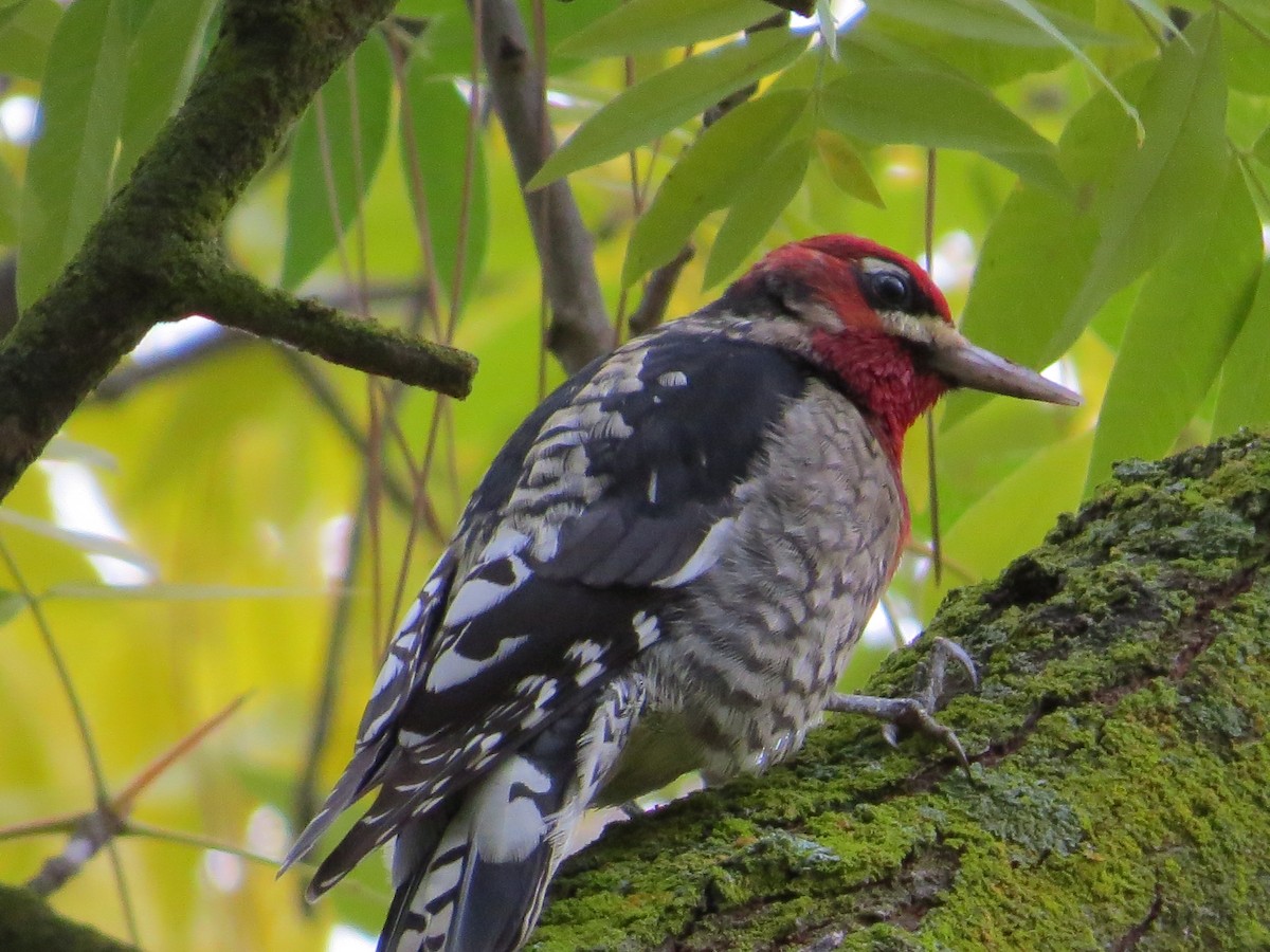 Red-breasted Sapsucker - ML22050471