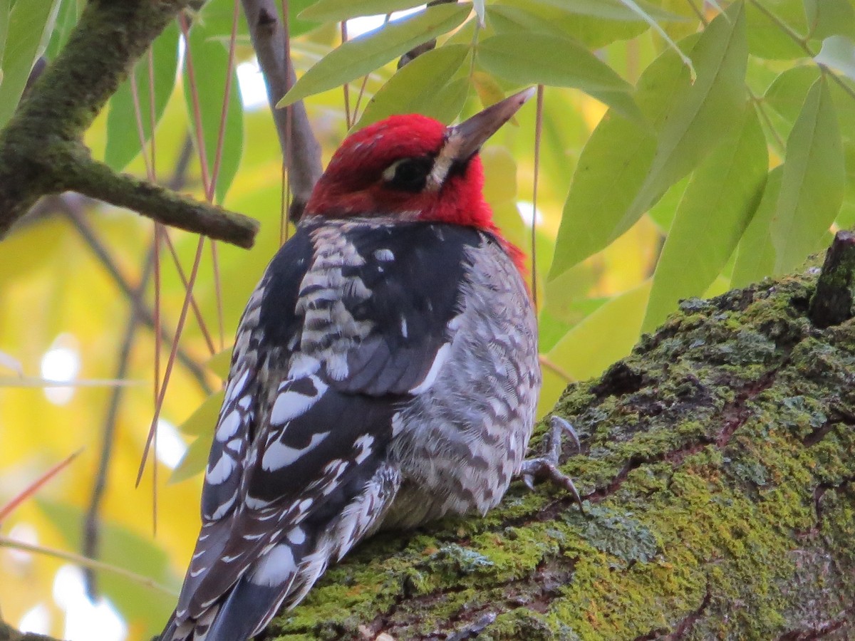 Red-breasted Sapsucker - ML22050511
